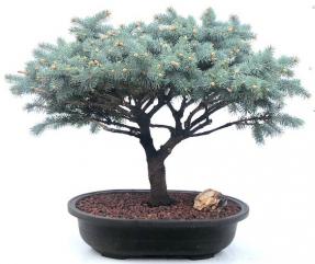 Globe Blue Spruce Bonsai Tree<br>(picea pungens 'Globosa')