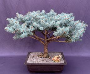 Globe Blue Spruce Bonsai Tree<br>(picea pungens 'Globosa')