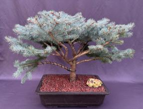 Globe Blue Spruce Bonsai Tree<br>(picea pungens 'Globosa')