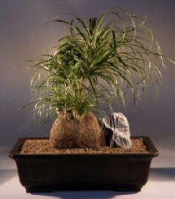 Pony Tail Palm Bonsai Tree<br><i>(beaucamea recurvata)</i>