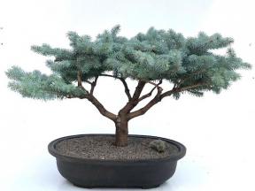Globe Blue Spruce Bonsai Tree<br>(picea pungens 'Globosa')