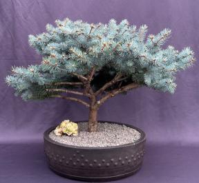 Globe Blue Spruce Bonsai Tree<br>(picea pungens 'Globosa')