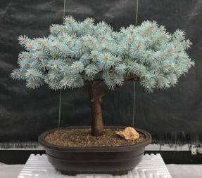 Globe Blue Spruce Bonsai Tree<br>(picea pungens 'Globosa')