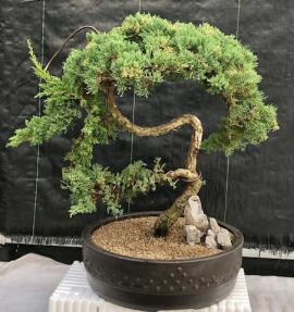 Juniper Bonsai Tree - Trained <br><i>(juniper procumbens nana)</i>