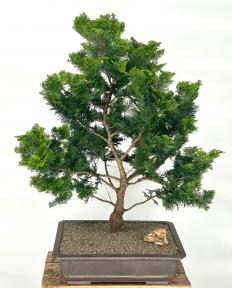 Hinoki Cypress Bonsai Tree<br><i>(chamecyparis obtusa 'Nana Gracilis')</i>