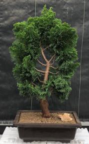 Hinoki Cypress Bonsai Tree<br><i>(chamecyparis obtusa 'Nana Gracilis')</i>