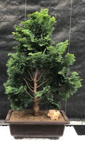 Hinoki Cypress Bonsai Tree<br><i>(chamecyparis obtusa 'Nana Gracilis')</i>