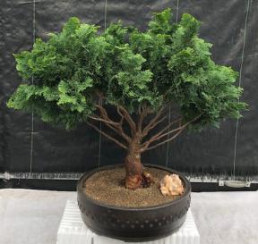 Hinoki Cypress Bonsai Tree<br><i>(chamecyparis obtusa 'Nana Gracilis')</i>