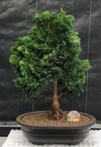 Hinoki Cypress Bonsai Tree<br><i>(chamecyparis obtusa 'Nana Gracilis')</i>