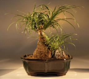 Pony Tail Palm Bonsai Tree<br><i>(beaucamea recurvata)</i>