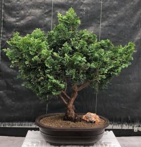 Hinoki Cypress Bonsai Tree<br><i>(chamecyparis obtusa 'Nana Gracilis')</i>