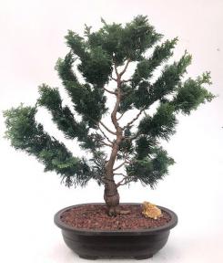 Hinoki Cypress Bonsai Tree<br><i>(chamecyparis obtusa 'Nana Gracilis')</i>