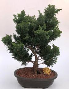 Hinoki Cypress Bonsai Tree<br><i>(chamecyparis obtusa 'Nana Gracilis')</i>