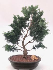 Hinoki Cypress Bonsai Tree<br><i>(chamecyparis obtusa 'Nana Gracilis')</i>