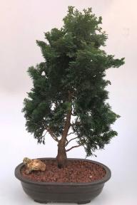 Hinoki Cypress Bonsai Tree<br><i>(chamecyparis obtusa 'Nana Gracilis')</i>