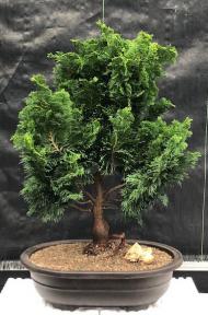 Hinoki Cypress Bonsai Tree<br><i>(chamecyparis obtusa 'Nana Gracilis')</i>