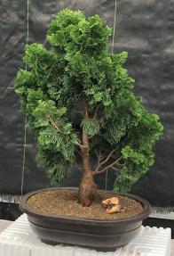 Hinoki Cypress Bonsai Tree<br><i>(chamecyparis obtusa 'Nana Gracilis')</i>
