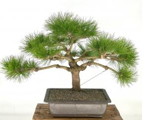 Japanese Red Pine Bonsai Tree<br><i>(Pinus Densiflora Low Glow')<i>