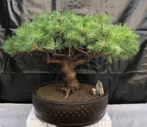 Japanese Red Pine Bonsai Tree<br><i>(Pinus Densiflora 'Jane Kluis')<i>