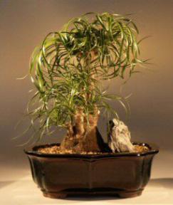 Pony Tail Palm Bonsai Tree<br><i>(beaucamea recurvata)</i>