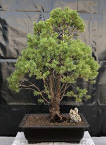 Dwarf Alberta Spruce Bonsai Tree<br><i>(picea glauca conica)</i>