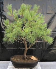 Eastern White Pine Bonsai Tree<br>(Pinus strobus 'UConn')