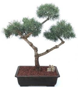 Scotch (Scots) Pine Bonsai Tree <br>Pom Pom Style<br>(Pinus sylvestris)