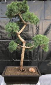 Scotch (Scots) Pine Bonsai Tree <br>Pom Pom Style <br>(Pinus sylvestris)