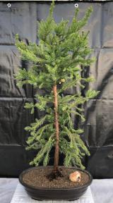 Cryptomeria Black Dragon<br><i>(cryptomeria 'black dragon')</i>