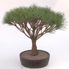 Japanese Red Pine Bonsai Tree <br><i>(pinus densi 'globosa')</i>