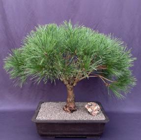 Japanese Red Pine Bonsai Tree <br><i>(pinus densi 'globosa')</i>