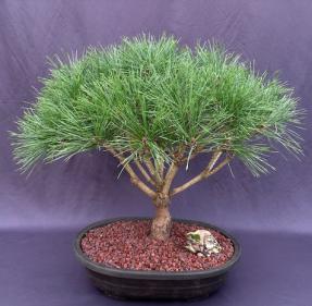 Japanese Red Pine Bonsai Tree <br><i>(pinus densi 'globosa')</i>