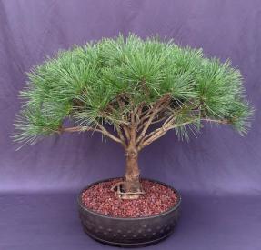 Japanese Red Pine Bonsai Tree <br><i>(pinus densi 'globosa')</i>