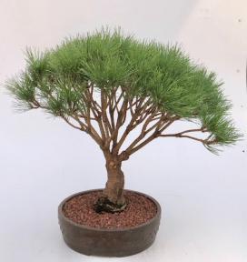 Japanese Red Pine Bonsai Tree <br><i>(pinus densi 'globosa')</i>