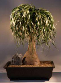 Pony Tail Palm Bonsai Tree<br><i>(beaucamea recurvata)</i>