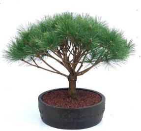 Japanese Red Pine Bonsai Tree<br><i>(pinus densi 'globosa')</i>