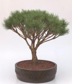 Japanese Red Pine Bonsai Tree<br><i>(pinus densi 'globosa')</i>