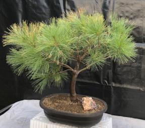 Eastern White Pine Bonsai Tree<br>(Pinus strobus 'UConn')