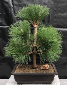 Japanese Black Pine Bonsai Tree <br><i>(pinus thunbergii 'thunderhead')</i>