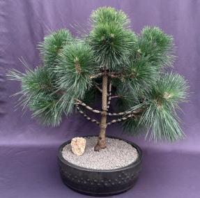 Japanese Black Pine Bonsai Tree <br><i>(pinus thunbergii 'thunderhead')</i>