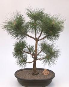 Japanese Black Pine Bonsai Tree <br><i>(pinus thunbergii 'thunderhead')</i>