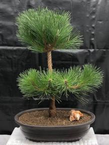 Japanese Black Pine Bonsai Tree <br><i>(pinus thunbergii 'thunderhead')</i>