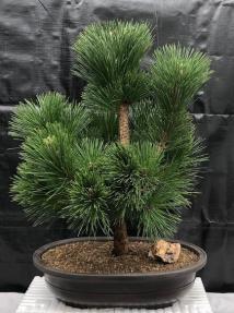 Japanese Black Pine Bonsai Tree <br><i>(pinus thunbergii 'thunderhead')</i>