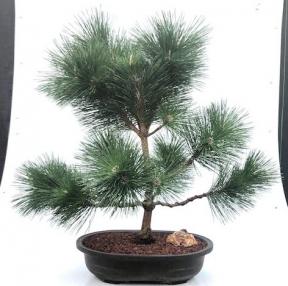 Japanese Black Pine Bonsai Tree <br><i>(pinus thunbergii 'thunderhead')</i>