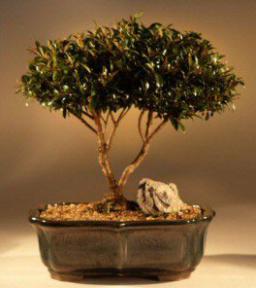 Brush Cherry Bonsai Tree<br><i>(eugenia myrtifolia)</i>1