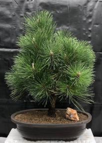 Japanese Black Pine Bonsai Tree <br><i>(pinus thunbergii 'thunderhead')</i>