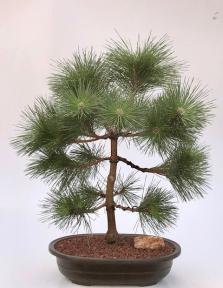 Japanese Black Pine Bonsai Tree <br><i>(pinus thunbergii 'thunderhead')</i>