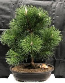 Japanese Black Pine Bonsai Tree <br><i>(pinus thunbergii 'thunderhead')</i>