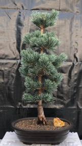 Japanese White Pine Bonsai Tree <br><i>(pinus parviflora 'bergman')</i>