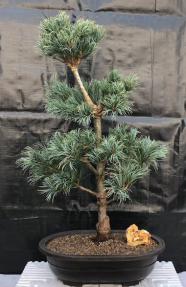 Japanese White Pine Bonsai Tree <br><i>(pinus parviflora 'bergman')</i>